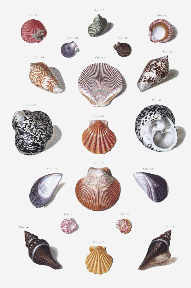Shells 10