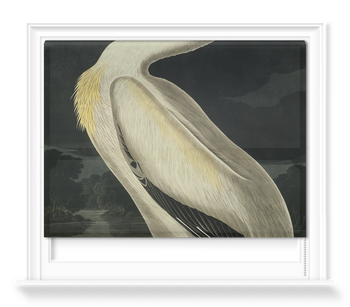 'American White Pelican, Pelecanus Erythror' Roller Blind