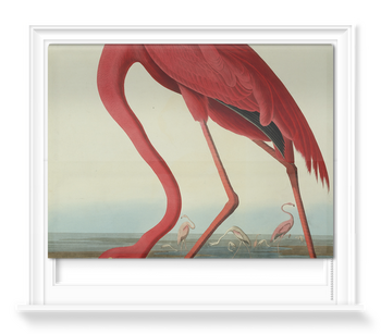 'Greater Flamingo, Phownicopterus Ruber' Roller Blind