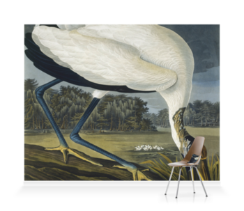 'Wood Stork, Mycteria American' Wallpaper Mural