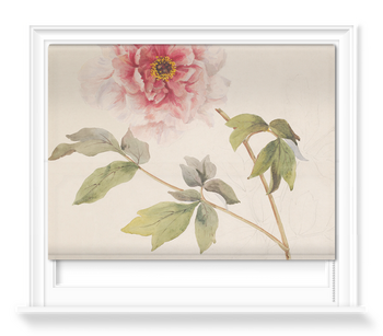 'Study of a Peony' Roller Blinds