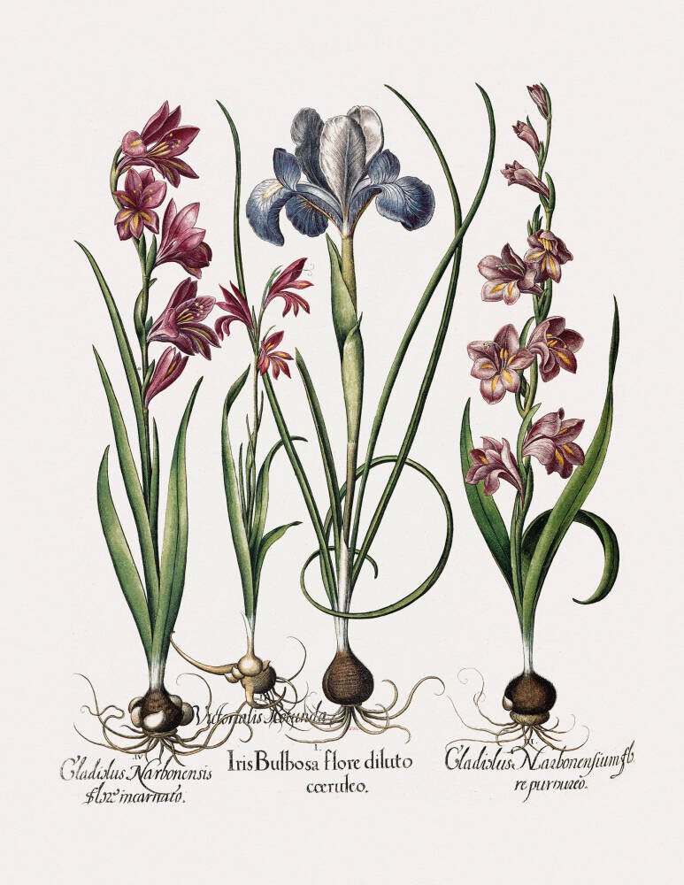 Gladiolus and Iris plants