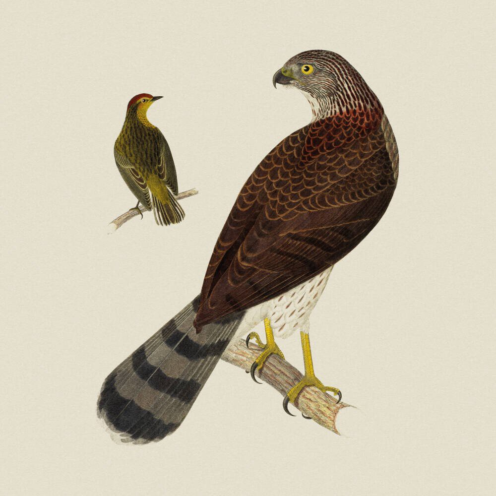 Cooper's Hawk and Palm Warbler