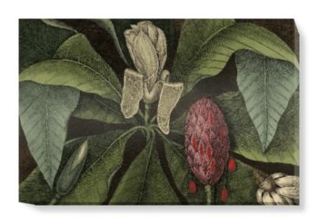 'Magnolia, the umbrella tree' Canvas Wall Art