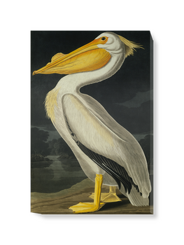 'American White Pelican, Pelecanus Erythror' Canvas Wall Art