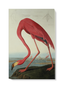 'Greater Flamingo, Phownicopterus Ruber' Canvas Wall Art