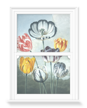 'Tulips' Decorative Window Films