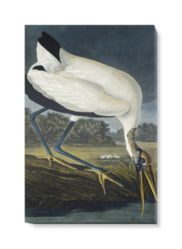 'Wood Stork, Mycteria American' Canvas Wall Art