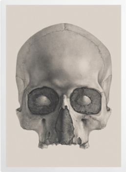 Human Skeleton: Frontal View' Art Prints