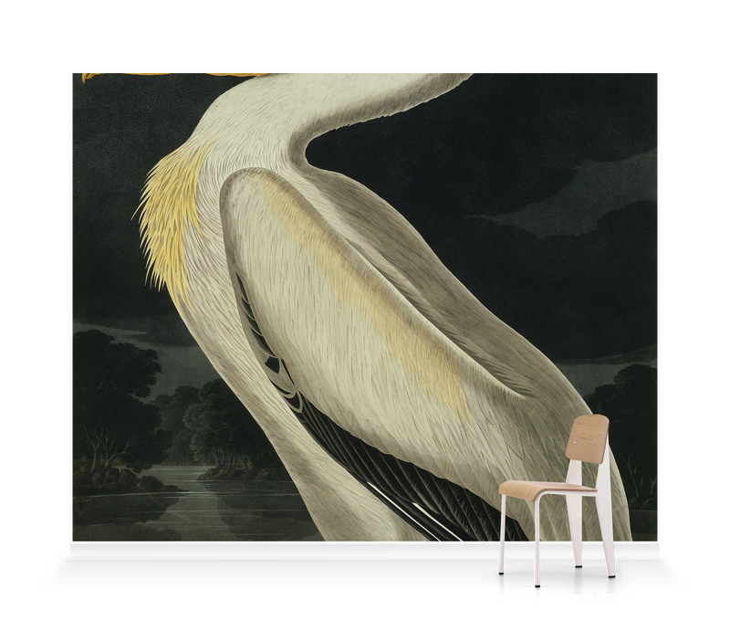 C Zone Trendy Beautiful Wallpaper Fly Great white pelicanBird for Living  Room Drawing Room Lobby 12182 Pack of 1