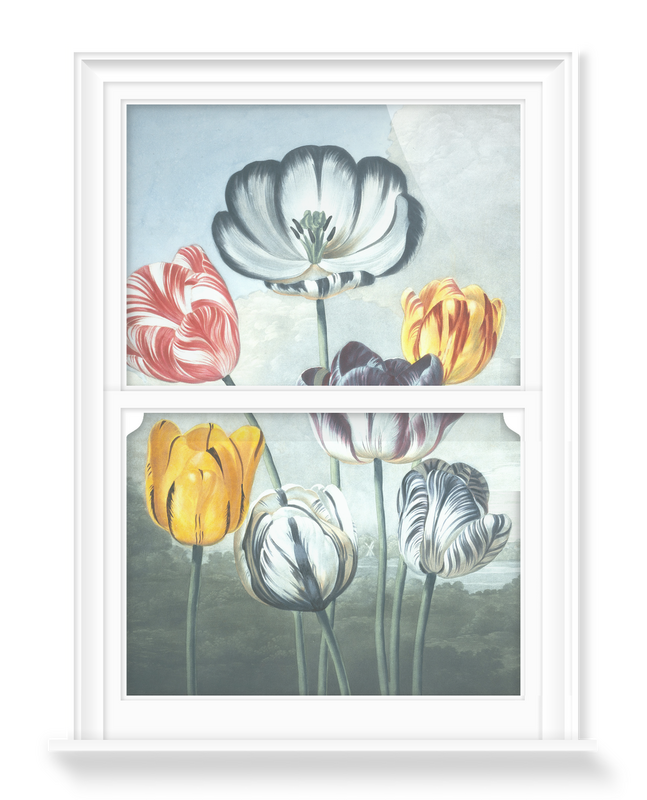 'Tulips' Decorative Window Films