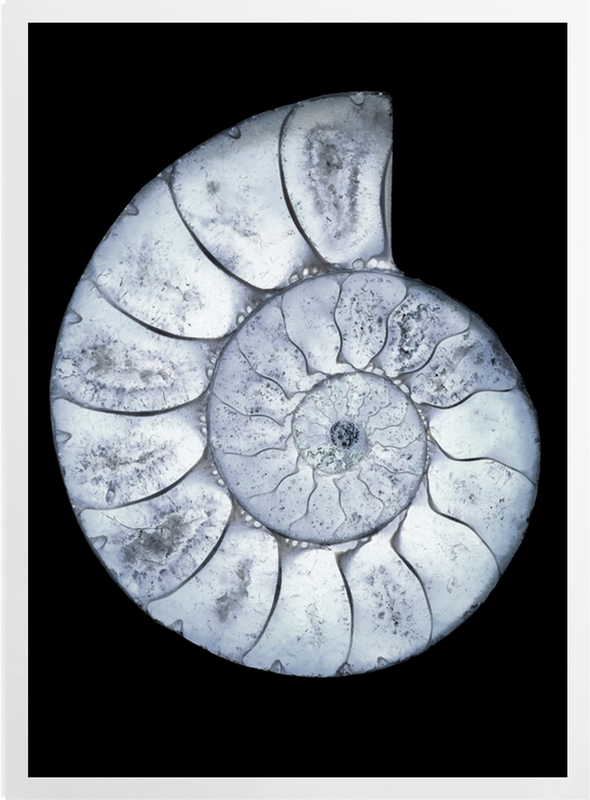 Fossil | Art Prints | Surface View