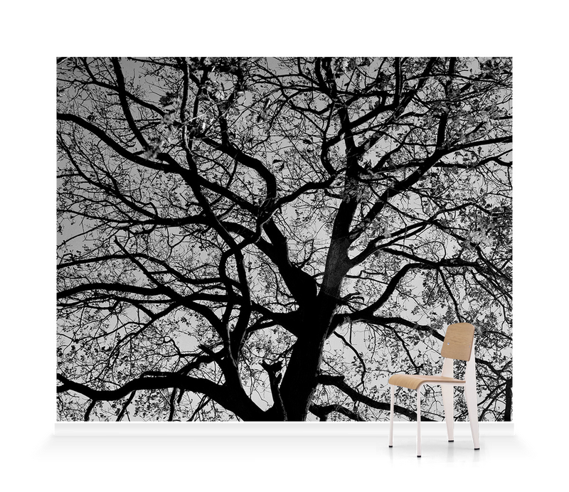 ‘Oak Trees in Winter B&W’ Wallpaper Mural | SurfaceView